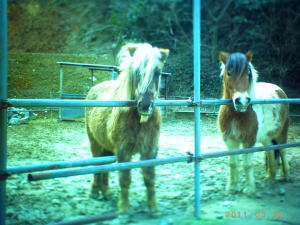 image-2011032210.jpg